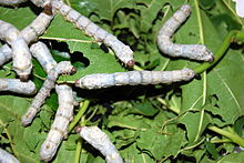 220px-Silkworms3000px
